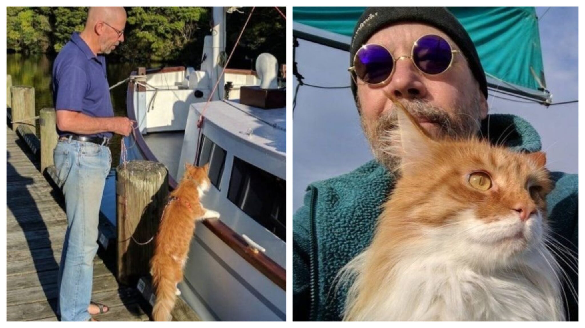 Un Chat Intelligent Voyage En Bateau Avec Son Propri Taire Sourd Et L